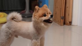 4k video, cute Pomeranian breed circle roll over spin around. Active pet turn around roll command. Slow motion dog purebred in home and Sitting excited dog for feed snack from owner given