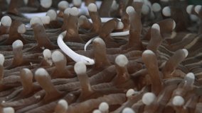 White eel living symbiotically with anemone.
