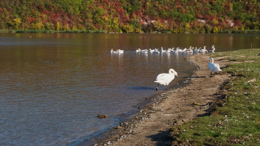 Beautiful white swans on the river