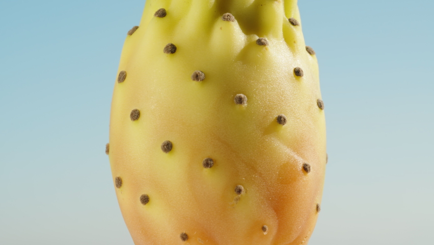 Red-yellow prickly pear cactus fruit, rotating, close-up