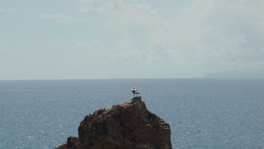 A seagull sleeps on top of a cliff by the sea.