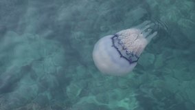 The Scyphozoa Jellyfish or simply True Jellyfish. It is a prehistorian living organism that lives on Earth from early Cambrian era. Here Swimming in Adriatic sea.