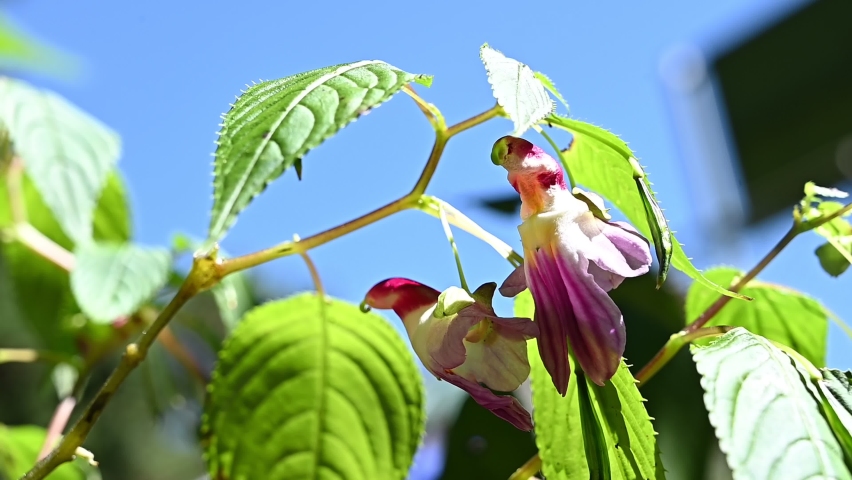 Parrot flowers (Impatiens psittacina) grows in the wild on Doi Luang Chiang Dao mountain the 3rd highest mountains of Thailand.