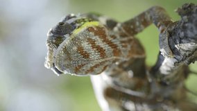 VERTICAL VIDEO: Front side of Chameleon sits on a tree branch and looks around. Panther chameleon (Furcifer pardalis). Close-up