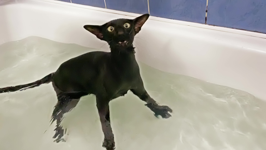Black cat in water taking bath. Black oriental cat making loud meow sounds, 4K video clip Royalty-Free Stock Footage #1093893931