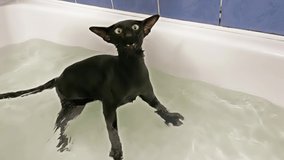 Black cat in water taking bath. Black oriental cat making loud meow sounds, 4K video clip
