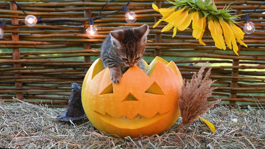 cute funny tabby cat bengal breed kitten sits in a pumpkin jack in a black hat next to a sunflower halloween concept. High quality 4k footage Royalty-Free Stock Footage #1093895479