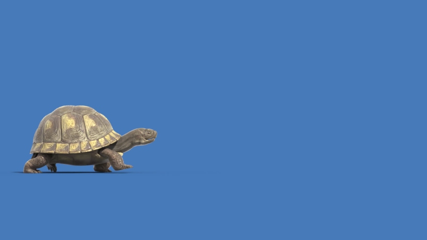 Turtle Blue Screen Walks Side Animals 3D Rendering Animation Royalty-Free Stock Footage #1093896595