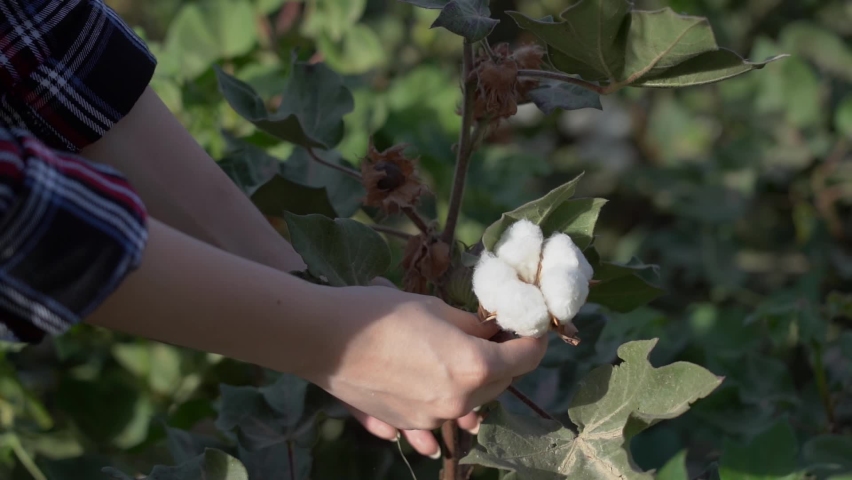 A young girl collects cotton on her knees . A teenager enjoys a cotton flower on a farm.
