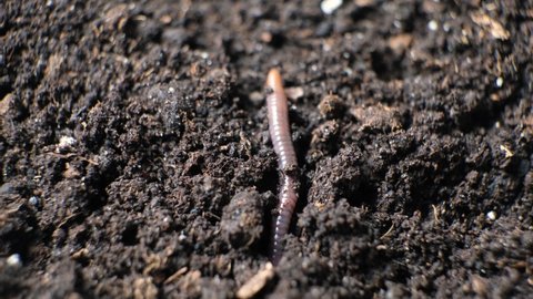 Big Earthworm Crawls Into Hole Black Stock Footage Video (100% Royalty ...