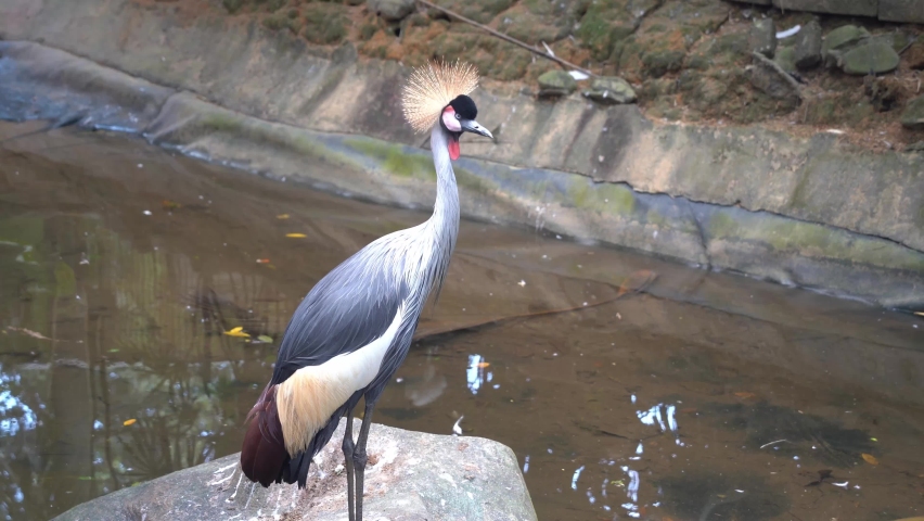Handheld motion shot of a grey crowned crane, balearica regulorum spotted at riverside, wondering around at surrounding environment, bending its long skinny neck and looking into the water.