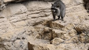Wild Raccoon. Procyon lotor. Funny young raccoons live and play on a rock. Wildlife America. 4K slow motion 120 fps