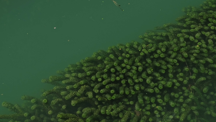 underwater freshwater lake river algae and underwater plants are visible through the surface of the water
