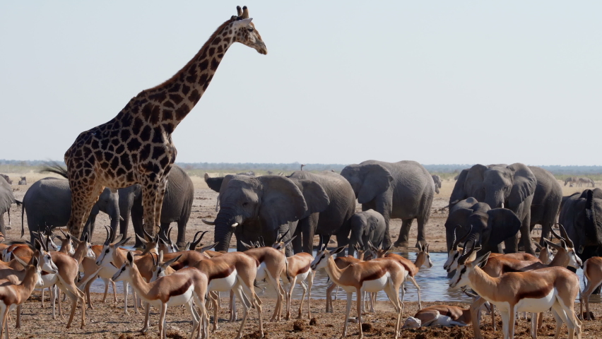 Wild animals congregate around a waterhole in Etosha National Park, Namibia, Africa. | Shutterstock HD Video #1093906239
