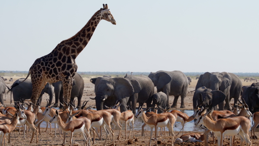Wild animals congregate around a waterhole in Etosha National Park, Namibia, Africa. | Shutterstock HD Video #1093906239