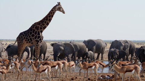 Wild animals congregate around a waterhole in Etosha National Park, Namibia, Africa. - Βίντεο στοκ