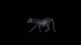 Black Cat Walking Side View, animations. Full HD 1920×1080. 08 Second Long, Transparent Alpha videos. LOOP.