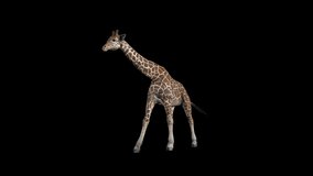 Giraffe Walk Front animation. Full HD 1920×1080. 6 Second Long. Transparent Alpha video.LOOP.