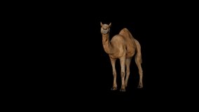 Camel Idle Front animation. Full HD 1920×1080. 6 Second Long. Transparent Alpha video.LOOP.