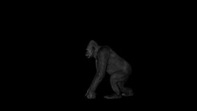 Gorilla Pounding animation. Full HD 1920×1080. 6 Second Long.Transparent Alpha video.LOOP.