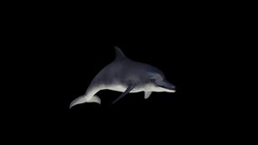 Dolphin Swim Front View animation.Full HD 1920×1080.8 Second Long. Transparent Alpha video.LOOP.