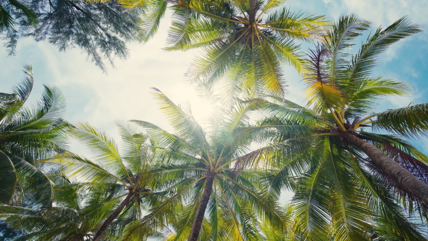 Palm trees silhouette sun sky summer. Palm springs sunshine autumn forest. Coconut tree swaying breeze sunset California. Bottom view POV camera. Text Space area.  Royalty-Free Stock Footage #1093911937