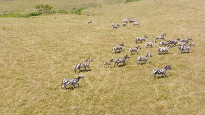 Aerial drone view of tourist safari, watching large herd of zebras on the makgadikgadi pans. Zebra Migration in Botswana. African safari background with copy space. Free wild animals in wild nature 4K Royalty-Free Stock Footage #1093913429
