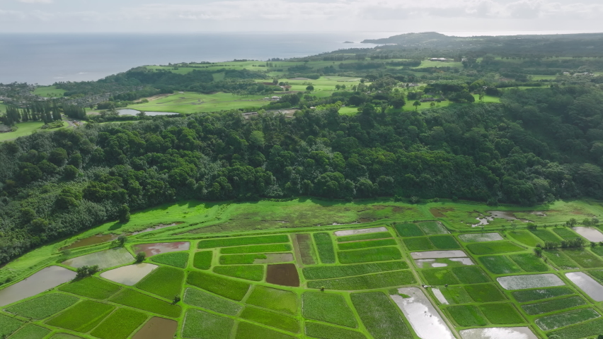 Aerial top down of natural irrigation on green agriculture fields in Haena Kauai. Vast green field of natural waterlands in sun light. Harvest season. Green agricultural fields on Hawaii island USA 4K Royalty-Free Stock Footage #1093913533