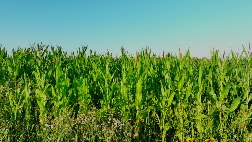 Corn field. Corn on the green stalk in the field. Maize plant and sweetcorn. Corncob in cornfield at farm. Harvest season. Green leaves and corn background. Fodder maize and grain crop.  Royalty-Free Stock Footage #1093916835