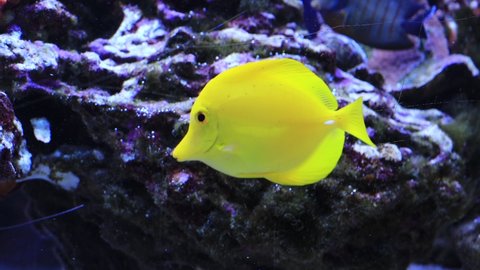 Video Top Most Popular Saltwater Aquarium Stock Footage Video (100% ...