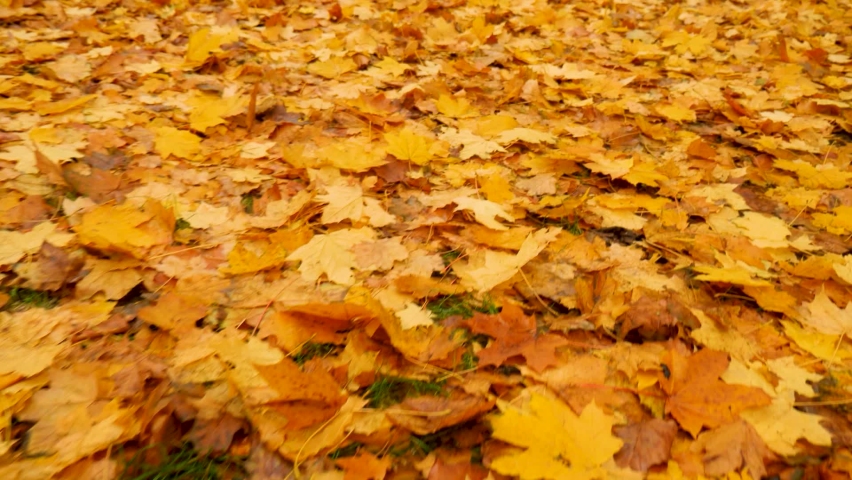 Foliage autumn concept. Slow motion autumn background leaf covered leaves park falling. Foliage background orange maple forest walk autumn park fall leaves ground. Abstract leaves maple fall season