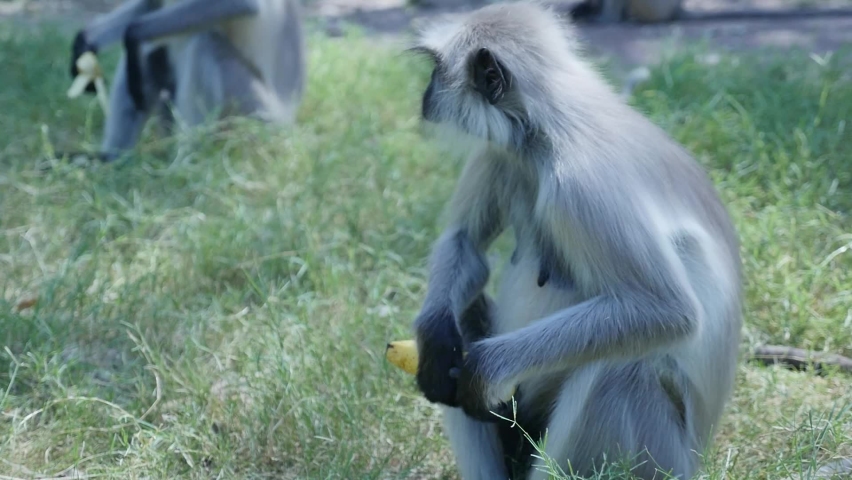 1,119 Monkey Eating Banana Stock Video Footage - 4K and HD Video Clips |  Shutterstock