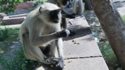 Langur Monkey Eating Peanuts Park Stock Footage Video (100% Royalty ...