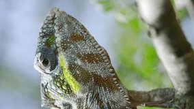  Close-up portrait of Сhameleon sits on a tree branch, licks his lips and looks around. Panther chameleon (Furcifer pardalis), Vertical video