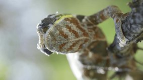 Front side of Chameleon sits on a tree branch and looks around. Panther chameleon (Furcifer pardalis). Close-up, Vertical video
