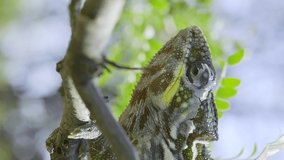 Closeup of Chameleon sits on a tree branch and yawns during molting. Panther chameleon (Furcifer pardalis), Vertical video