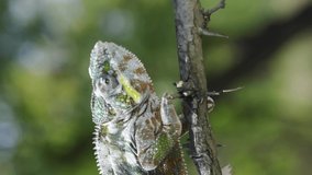  Chameleon walking on a tree branch and looks around during molting. Panther chameleon (Furcifer pardalis), Vertical video