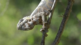  Chameleon sits on a tree branch and looks around. Panther chameleon (Furcifer pardalis), Vertical video