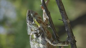 Chameleon walking on a tree branch and looks around. Panther chameleon (Furcifer pardalis), Vertical video