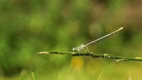 A dragonfly sits on a blade of grass
