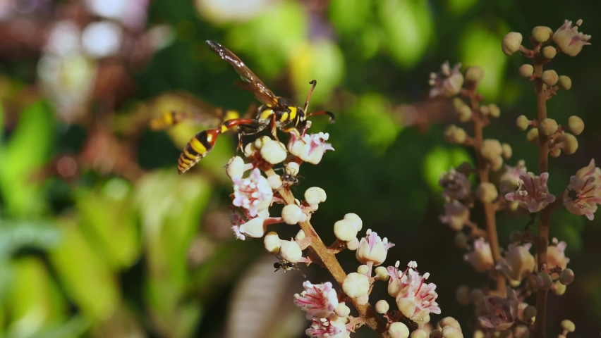 Yellowjacket or yellow jacket is the common name in North America for predatory social wasps of the genera Vespula and Dolichovespula