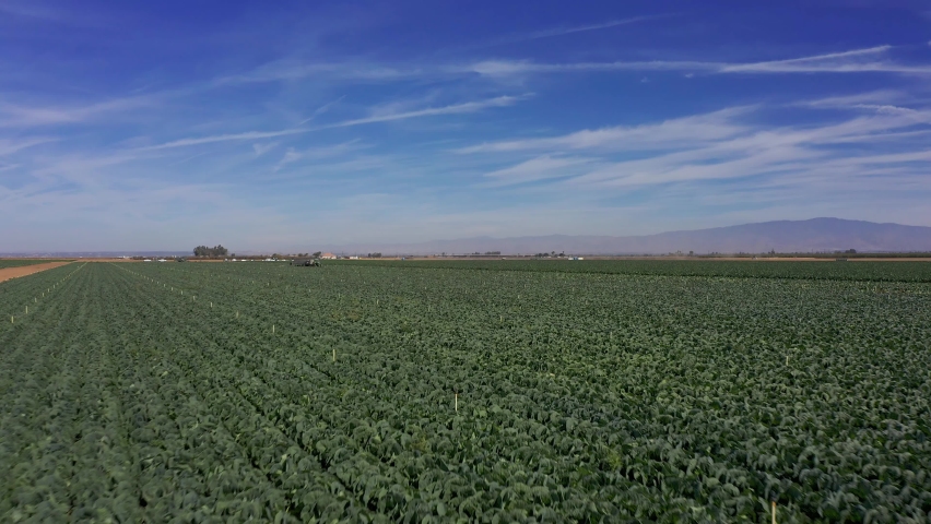 Low aerial shot flying across vegetable farmland in the Central Valley of California. 4K Royalty-Free Stock Footage #1093924879