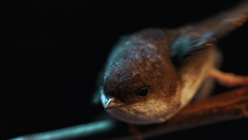 White-throated swallow - hirundo rustica sitting on wooden branch and rests. Dark black background. Close-up bird view. Ornithology, nature, fauna concept.