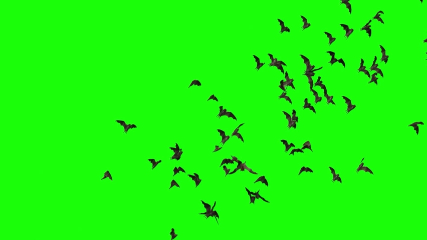Flying bats. Set of 8. Isolated birds for background. Halloween decoration. Green screen. 25 fps Royalty-Free Stock Footage #1093934049