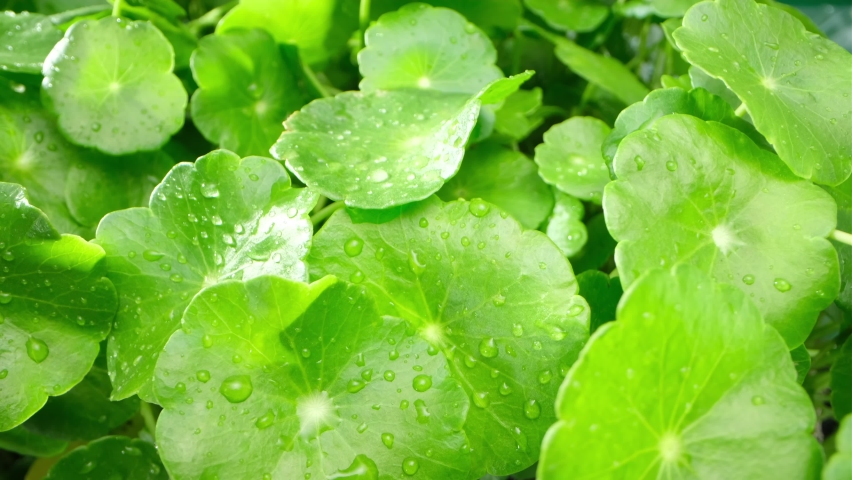 Close-up panning shot Gotu kola (Centella Asiatica) leaves isolated on Natural background. Top view video 4k, Slow Royalty-Free Stock Footage #1093950167