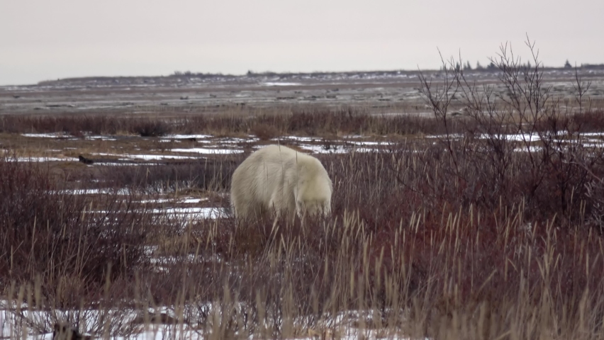 Polar bear Walking behind Bush, Canada, 2022
Canada North America, wildlife, climate change and global warming Concept,2022
