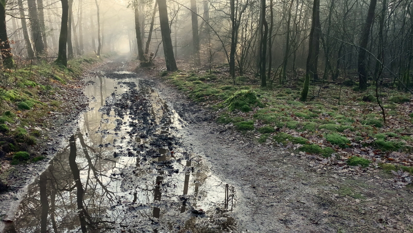 Puddles on a muddy trail reflecting a foggy winter forest as soft sunlight filters through. Slider right to left.
