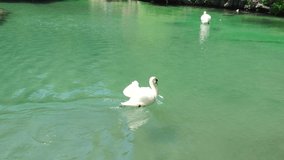 Beautiful white swan with fluffy wings floating on the lake in the park on a sunny day. Animals, birds and wildlife, travel and vacation concept.