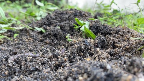 Worm Moving On Soil Using Rake Stock Footage Video (100% Royalty-free ...