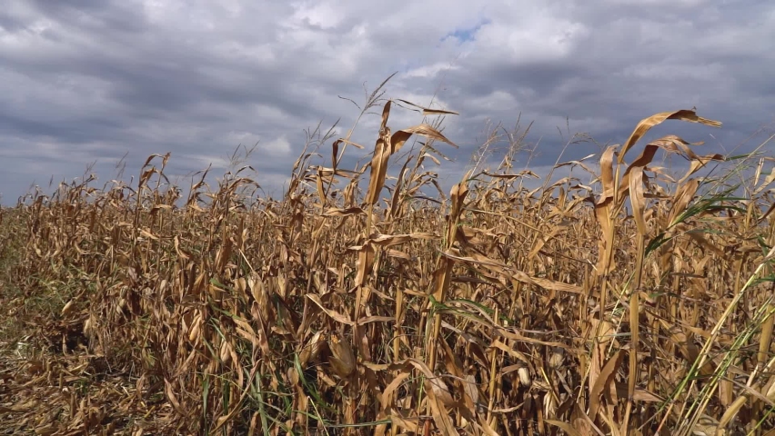 Corn Crop Damaged By Drought. Agricultural Production Threatened By Drought And High Input Prices. USA and EU Corn Output Forecast Reduced Further for 2022-23 Crop. Drought Effects On Corn Yield. | Shutterstock HD Video #1093962389